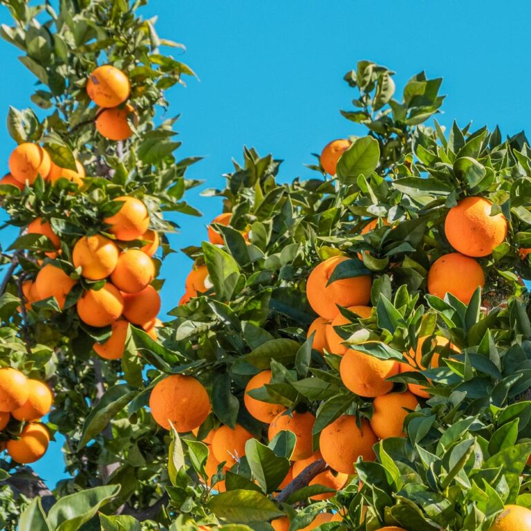 Citrus