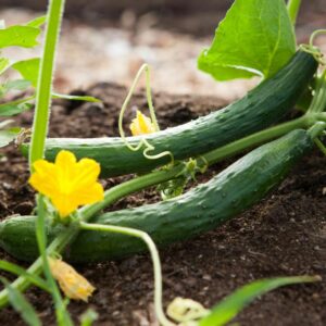 Cucumber
