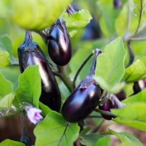 Eggplant