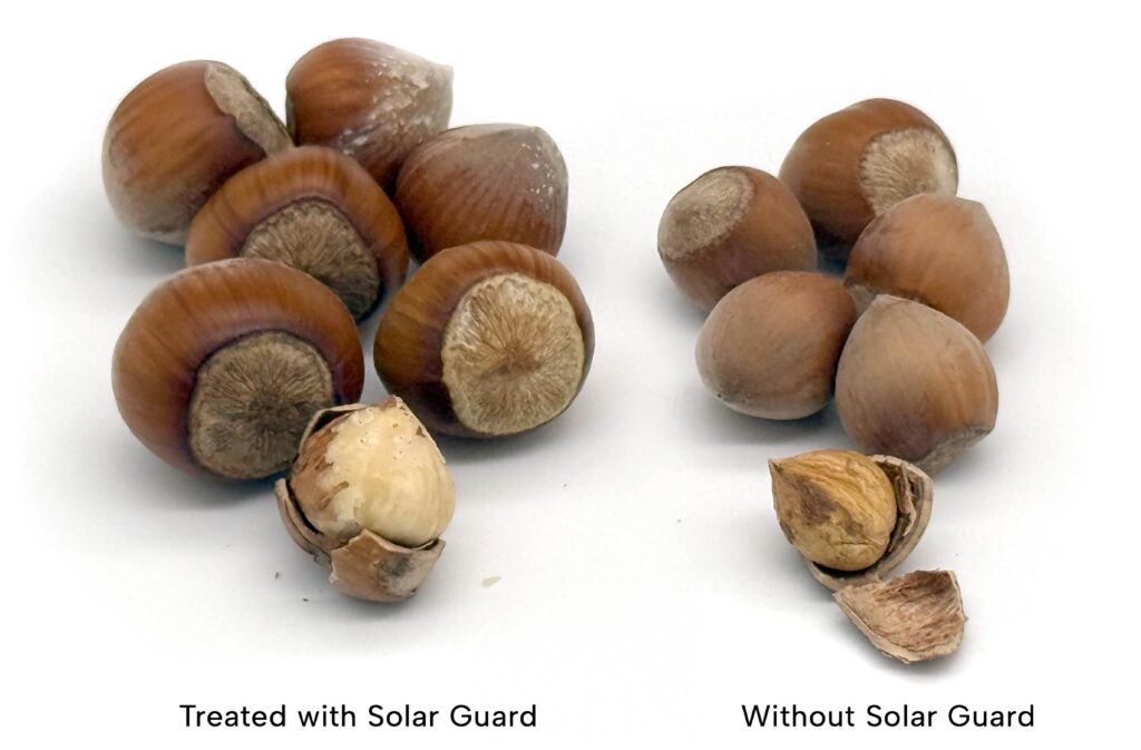 Hazelnuts treated with Solar Guard vs without