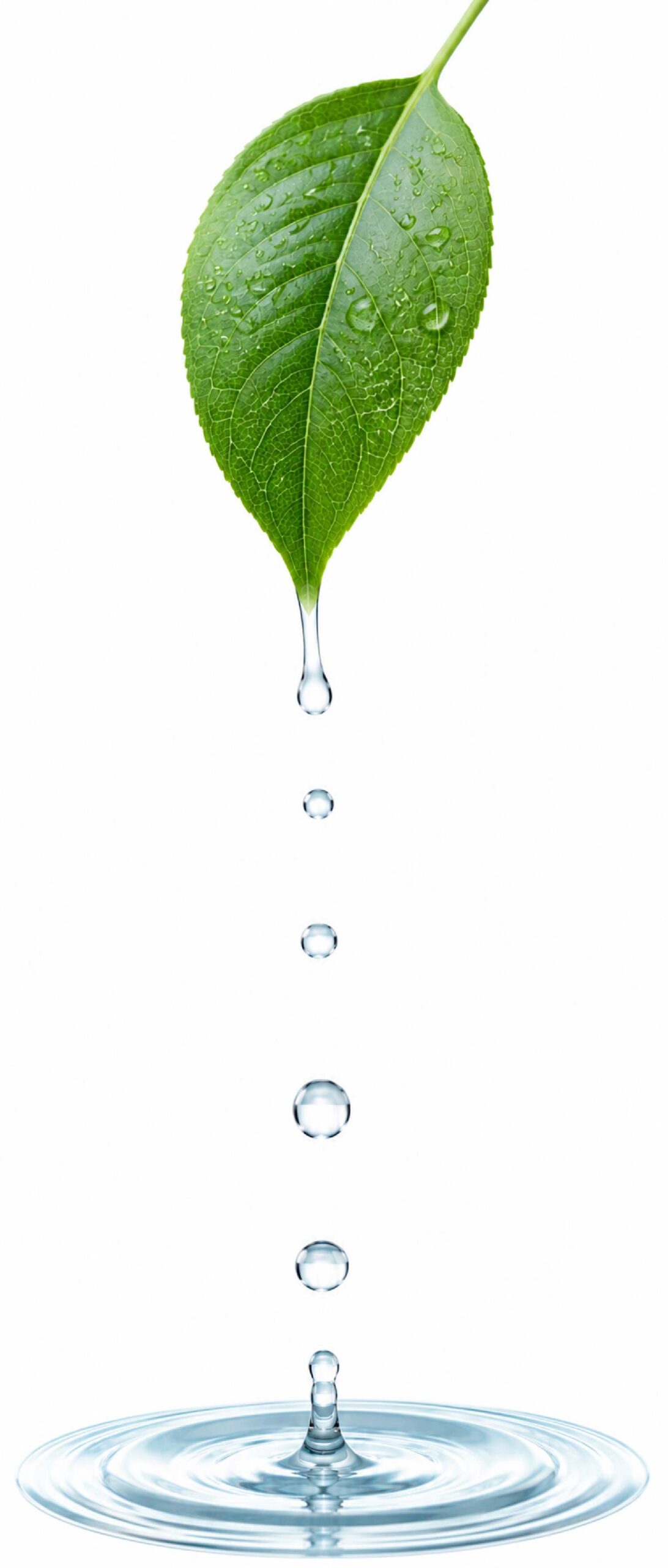 Leaf Drops